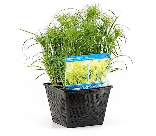 Papiro Egipcio Natural la Joya de tu Estanque - Planta Acuática de Lujo