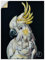 ARTland Wanddeko Wandtattoo selbstklebende Vinylfolie 60x80 cm Deko Tropisch Tiere Vogel Papagei Kakadu Porträt U5BM