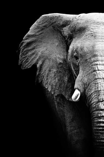 Tableau photo éléphant - Made in France - Tableau verre acrylique 30x45