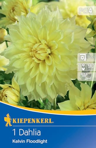 Kiepenkerl Großblütige Schmuckdahlie Kelvin Floodlight 721050 - Dahlienknollen mit strahlend gelben Blüten für Beete & Rabatten - Blumenzwiebeln, Dahlien Knollen