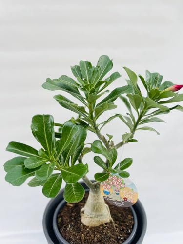 Adenium obesum rosa del deserto a fiore rosa vaso 16cm H 40cm