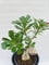 Adenium obesum rosa del deserto a fiore rosa vaso 16cm H 40cm