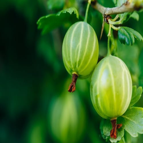 100 piezas de semillas frescas de grosella espinosa verde