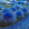 Saterkali Blaue Zitronengrassamen, 1000 Stück Blaue Zitronengrassamen Cymbopogon Flexuosus Pflanze Garten Balkon Dekor Zitronengras-Samen