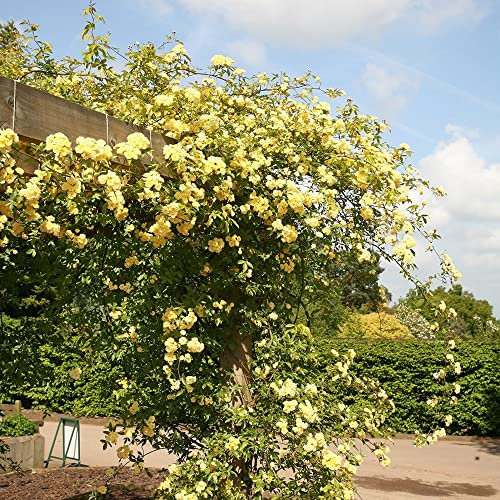 Plant Theory Banksian Rose Rosa Banksiae Lutea Rambler 60cm Cane Bushes 3 Litre Pot