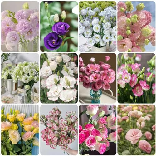 350 pcs eustoma samen kaufen - dekoration Eustoma grandiflorum,lisianthus blumenwiese samen mehrjährig winterhart pflanzensamen wildblumensamen deko modern