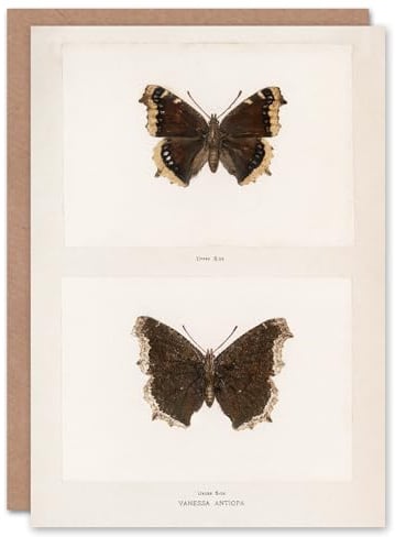 Artery8 Sherman Denton Art Card Mourning Cloak Butterfly