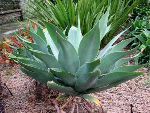 Agave attenuata The Foxtail Agave, 5 Samen