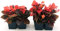 POWERS TO FLOWERS - BEGONIA SEMPERFLORENS, BEGONIETTA DA ESTERNO, FOGLIA ROSSA e FIORE ROSSO, 8 PIANTE, piante vere
