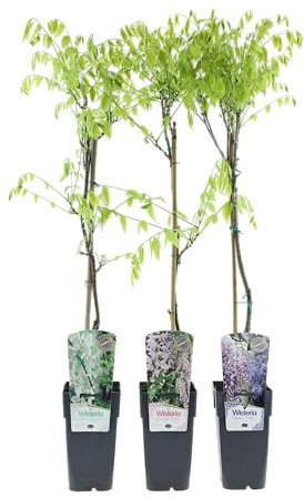 Wisteria sinensis Blauregen Mix 70-80cm im 17cm Topf - Kletterpflanze, stark blühend, veredelt für hohe Blühkraft, winterhart, ideal für Pergola, Zaun und Fassade (3, Mix)