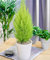 3 Pack Dwarf Conifer, Lemon Scent, Cupressus Macrocarpa, Cypress Wilma, Goldcrest Wilma