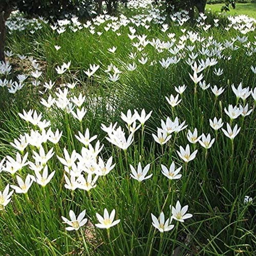 Fstening 12 Pezzi Bianco Attraente Zephyranthes Bulbi I Fiori Di Giglio Della Pioggia Sembrano Molto Puri Ha Un Significato In Attesa Adatto Da Regalare Agli Amici Di Famiglia