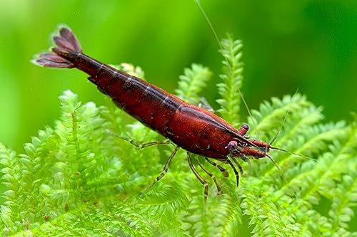 Garnelen Red Onyx Neocaridina davidi 'Red Onyx'