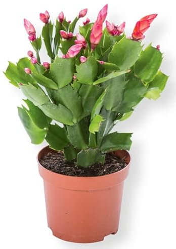 SMPLY. - Cactus Navidad - Altura aproximada 10 centímetros - Maceta de 8 cm de diámetro - Ideal para Decoración en Casa u Oficina - Embalaje Protector y Tierra Húmeda