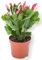 SMPLY. - Cactus Navidad - Altura aproximada 10 centímetros - Maceta de 8 cm de diámetro - Ideal para Decoración en Casa u Oficina - Embalaje Protector y Tierra Húmeda