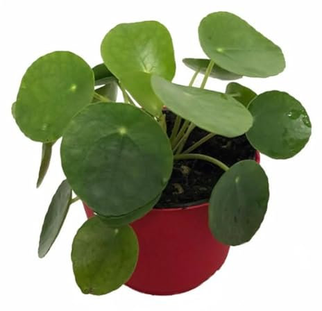 Chinese Money Plant - Pilea Peperomioides in 8 cm Pot