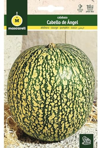 Mascarell Semillas, CALABAZA, Semillas Huerto, CALABAZA CABELLO DE ÁNGEL, Crea tu Propio Huerto Urbano y Cultivo en Casa, Plantas Hortícolas, 3 Gramos