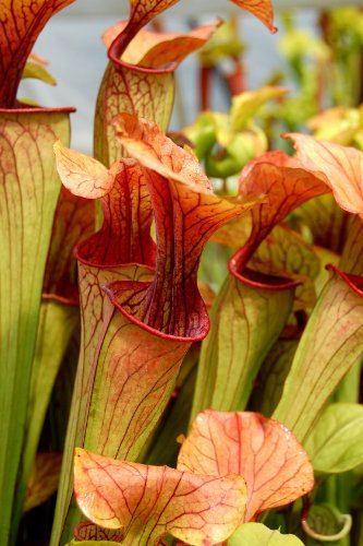 Seedeo® Rote Schlauchpflanze (Sarracenia purpurea) 10Samen