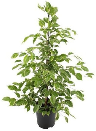 Birken-Feige - Ficus benjamina Goldenking - Zimmerpflanze - Ø21cm - 95cm