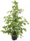 Birken-Feige - Ficus benjamina Goldenking - Zimmerpflanze - Ø21cm - 95cm