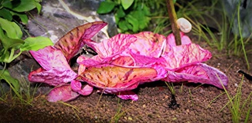 Generisch Roter Tigerlotus - Knolle mit Austrieb von zierfischtreff.de 1 Stück