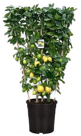 Limone a Spalliera in Vaso Ø30 cm – Prodotto in Sicilia dal Vivaio uJardinu – Pianta Ornamentale da Esterno – Agrume da Terrazzo o Giardino