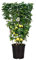Limone a Spalliera in Vaso Ø30 cm – Prodotto in Sicilia dal Vivaio uJardinu – Pianta Ornamentale da Esterno – Agrume da Terrazzo o Giardino