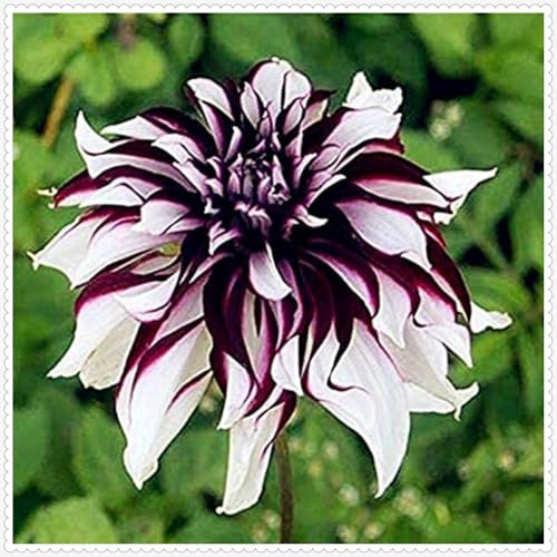 Dahlia Bulbs Mix for Planting Now UK,Hardy Perennial,Wedding Flowers,Dahlia tubers Bulk,Strong Plants That Grow Well,Beauty of Garden,Gift Ready-2bulbs-C
