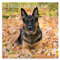 Deutscher Schäferhund 2024 Wandkalender - Hundekalender