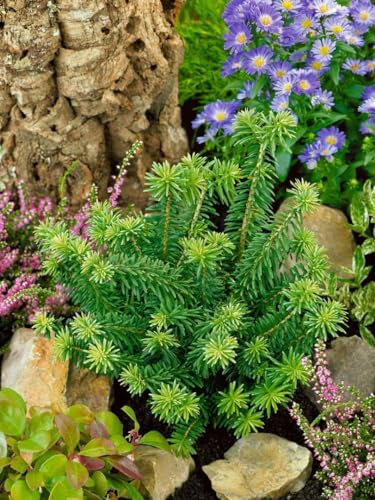 Balsamtanne 'Kiwi' 15-20 cm Ballen Abies balsamea winterhart immergrün