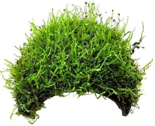 3 Holed Moss Coconut with Moss - Adds Colour and shelter