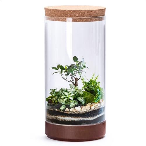 Maceta de terrario de cristal transparente para plantas de interior, 6 pulgadas de ancho x 12 pulgadas de alto, terrario cilíndrico con base de madera y tapa de corcho, decoración versátil de mesa