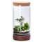 Maceta de terrario de cristal transparente para plantas de interior, 6 pulgadas de ancho x 12 pulgadas de alto, terrario cilíndrico con base de madera y tapa de corcho, decoración versátil de mesa
