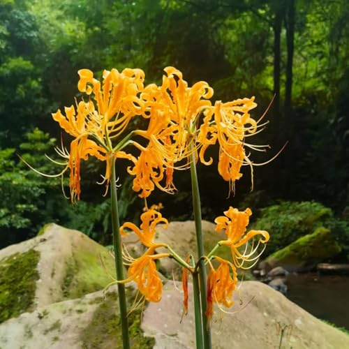 8 piezas bulbos de azucena, bulbo de flor de sangre, Plantas de balcón resistentes al invierno jardinería urbana Lycoris Radiata bulbos de flores, bulbo de flor regalos para amantes