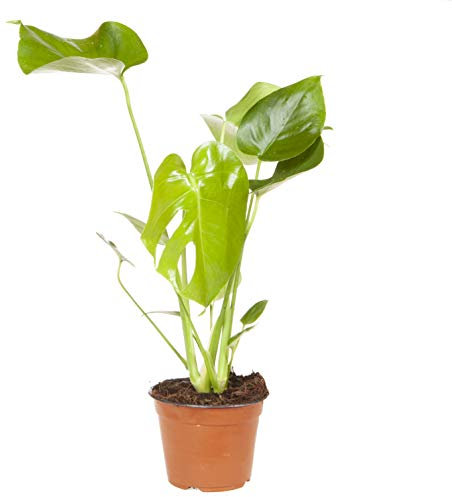 Monstera deliciosa (Swiss Cheese Plant) in 14cm Pot 50cm Tall Houseplant