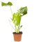 Monstera deliciosa (Swiss Cheese Plant) in 14cm Pot 50cm Tall Houseplant