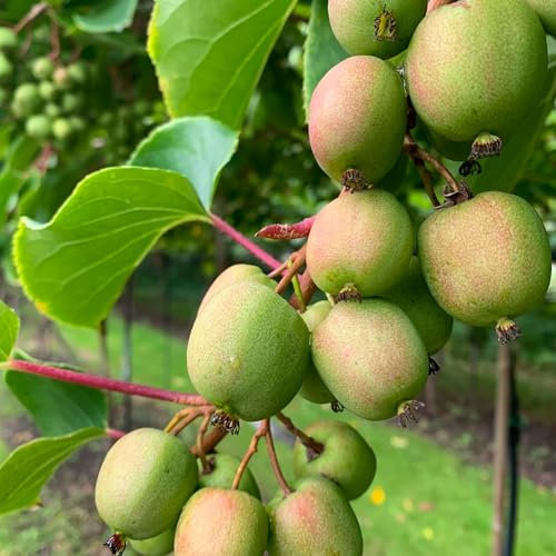 Actinidia Geneva 2L Pflanze für Anfänger und professionelle Gärtner - Ideal für Kleingarten, Garten - Schöne Pflanze mit ungewöhnlichen Blüten - Genießen Sie jeden Tag ihre Farben