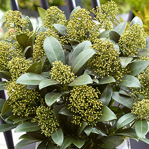 Skimmia japonica White Globe | Beeindruckender immergrüner blühender Gartenstrauch im Topf