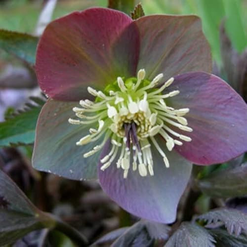 6 x Osteuropäische Lenzrose - Helleborus Purpurascens: Purpurrote Frühjahrsblüher.