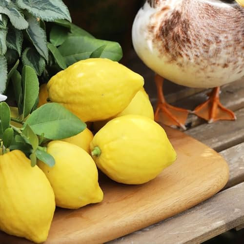 50 pcs Zitronenbaum samen, samen anzucht，bäume garten winterhart bonsai samen，gewächshaus balkon obstbäume，bäumchen für garten stauden winterhart mehrjährig balkonpflanzen，winterharte