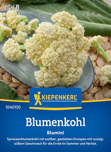 Kiepenkerl Blumenkohlsamen Blumini 1040150, Blumensaat | Sprossenblumenkohl mit weißen Röschen, süßlich-nussiger Geschmack, für Pfannen- und Wokgerichte, auch als Rohkost