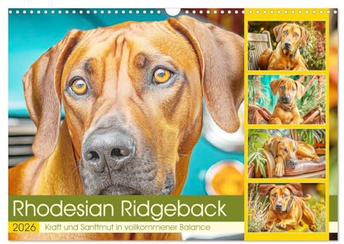 Rhodesian Ridgeback. Kraft und Sanftmut in vollkommener Balance (Wandkalender 2026 DIN A3 quer), CALVENDO Monatskalender: Beeindruckende Hunde mit ... und natürlicher Eleganz (CALVENDO Tiere)
