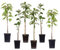 Plant in a Box - Apfelbäume - Set mit 6 - Malus 'Braeburn', 'Golden Delicious', 'Malus Gala' - Obstbäume - Topf 9cm - Höhe 60-70cm