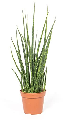 mgc24 Sansevieria Fernwood, Bogenhanf, echte Zimmerpflanze grün, 12cm Topfdurchmesser, Höhe ca. 30cm, 3 Pflanzen