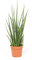 mgc24 Sansevieria Fernwood, Bogenhanf, echte Zimmerpflanze grün, 12cm Topfdurchmesser, Höhe ca. 30cm, 3 Pflanzen