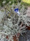 Blumenstecker 48cm Edelstahl Vogel V2A Edelstahlvogel (blau)