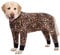 BT Bear Elastischer Haustier-Einteiler für große Hunde, schützt Gelenke, Anti-Haare, Lecken, Wundschutz, Haustier-Pyjama, Overall für mittelgroße und große Hunde (Größe XL, Leopardenmuster)