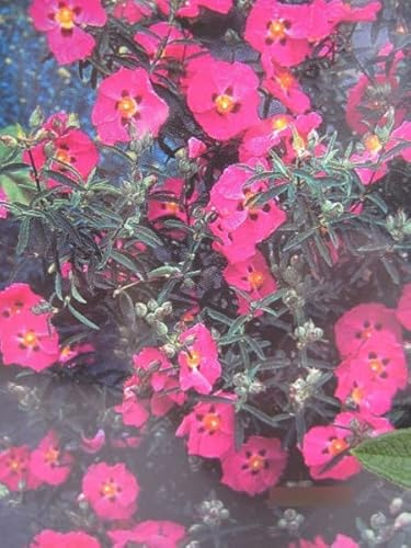 Cistus purpureus Betty Taudevin - Zistrose Betty Taudevin 25-30cm