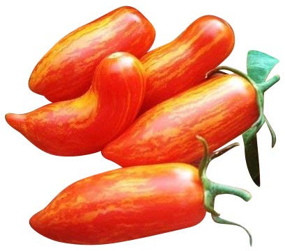 Tomate -SWEET CASADAY- 10 Samen