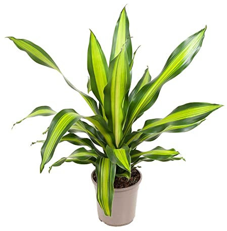 Plant in a Box - Dracaena fragrans 'Charley' - Tropische Zimmerpflanze - Drachenbaum - Einfach zu pflegen - Topf 24cm - Höhe 100-110cm